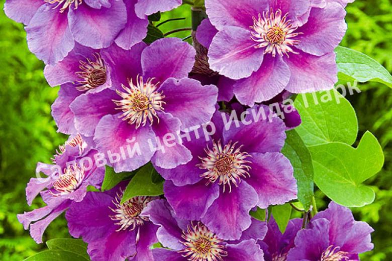 Клематис Ашва (Ashvа) Клематис Ашва (Ashvа)