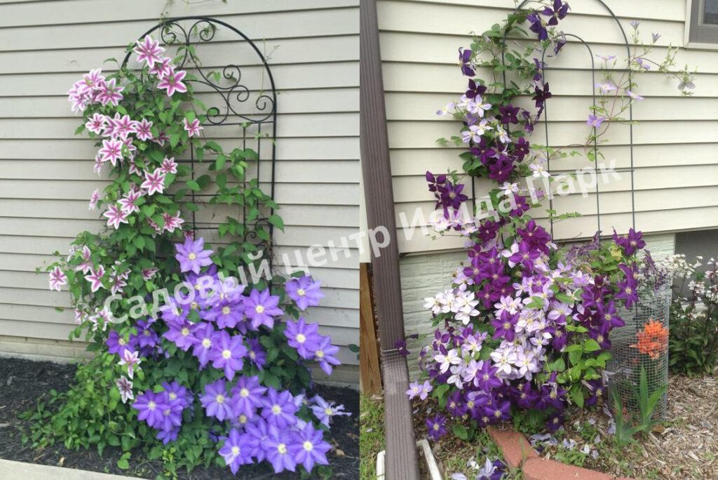 Клематис Мульти Блю (Multi Blue) Клематис Мульти Блю (Multi Blue)