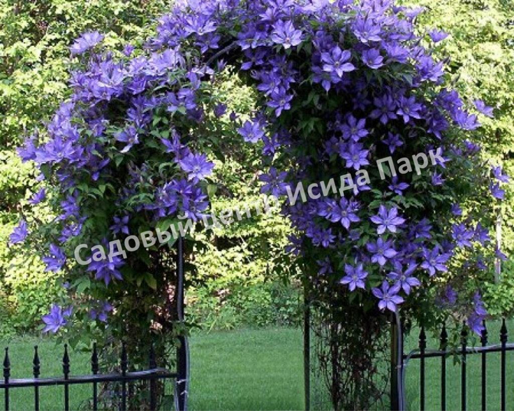 Клематис Мульти Блю (Multi Blue) Клематис Мульти Блю (Multi Blue)