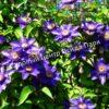 Клематис Мульти Блю (Multi Blue) 5