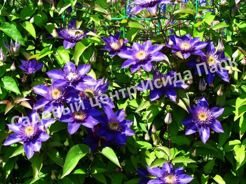 Клематис Мульти Блю (Multi Blue) Клематис Мульти Блю (Multi Blue)