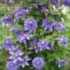 Клематис Мульти Блю (Multi Blue) 6