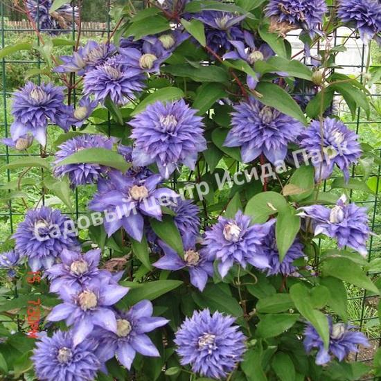 Клематис Мульти Блю (Multi Blue) Клематис Мульти Блю (Multi Blue)