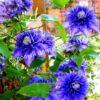 Клематис Мульти Блю (Multi Blue) 7 Клематис Мульти Блю (Multi Blue) 7