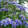 Клематис Мульти Блю (Multi Blue) 8