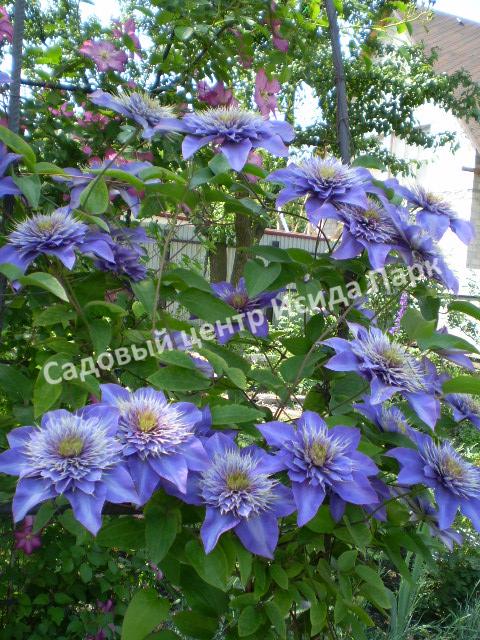 Клематис Мульти Блю (Multi Blue) Клематис Мульти Блю (Multi Blue)
