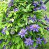Клематис Мульти Блю (Multi Blue) 9
