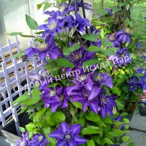 Клематис Мульти Блю (Multi Blue) Клематис Мульти Блю (Multi Blue)