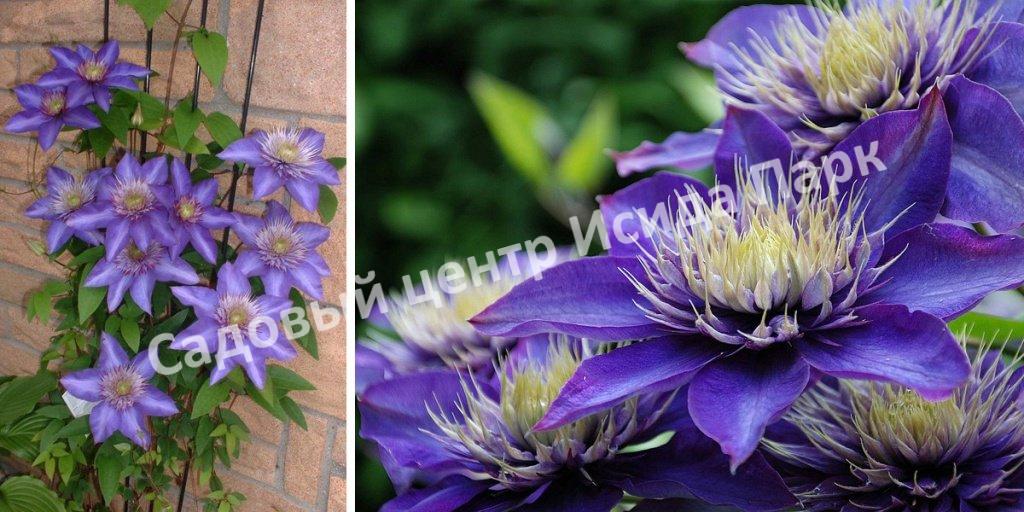 Клематис Мульти Блю (Multi Blue) Клематис Мульти Блю (Multi Blue)