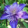Клематис Мульти Блю (Multi Blue) 12