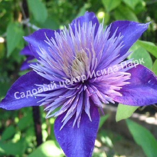 Клематис Мульти Блю (Multi Blue) Клематис Мульти Блю (Multi Blue)