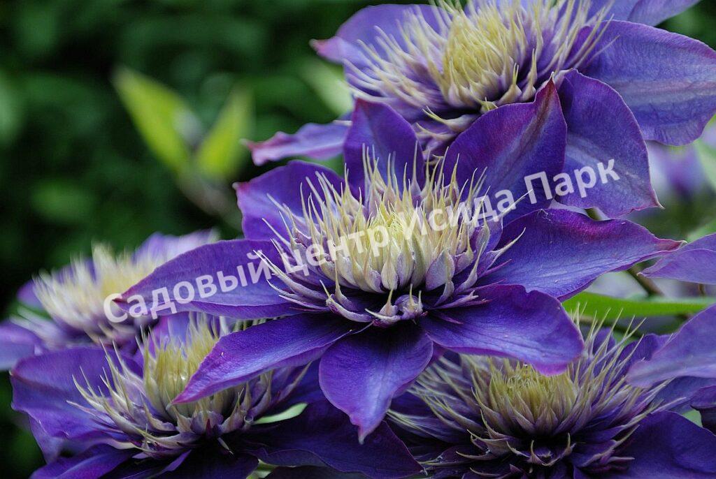 Клематис Мульти Блю (Multi Blue)