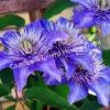 Клематис Мульти Блю (Multi Blue) 1
