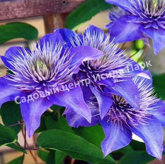 Клематис Мульти Блю (Multi Blue) Клематис Мульти Блю (Multi Blue)