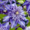 Клематис Мульти Блю (Multi Blue) 15