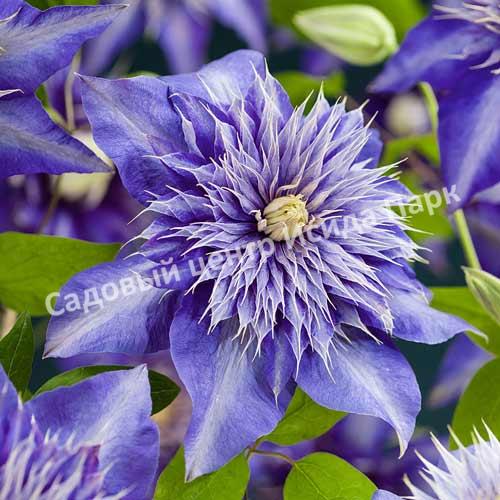 Клематис Мульти Блю (Multi Blue) Клематис Мульти Блю (Multi Blue)