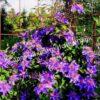 Клематис Мульти Блю (Multi Blue) 16