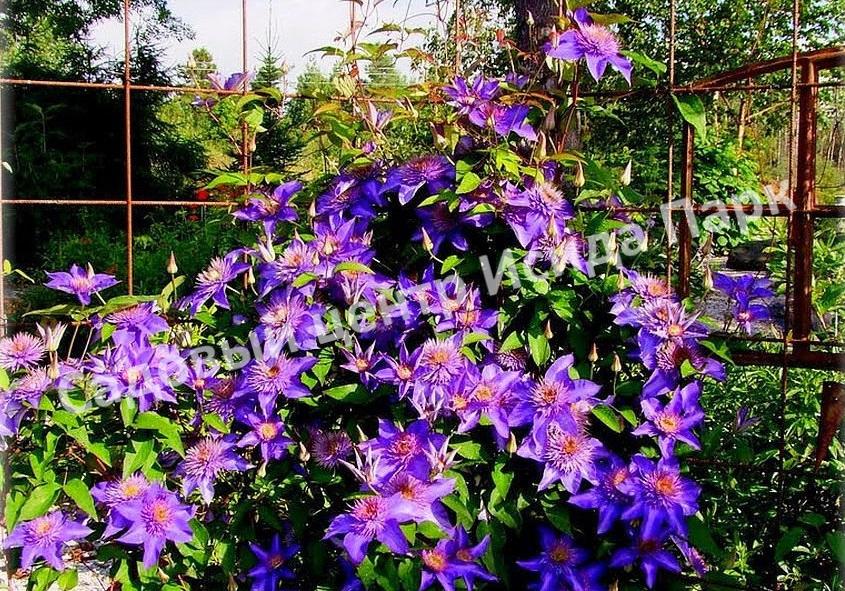 Клематис Мульти Блю (Multi Blue) Клематис Мульти Блю (Multi Blue)