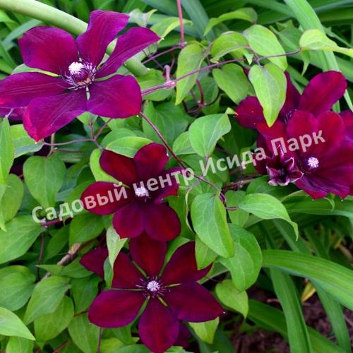 Клематис Вестерплатте (Westerplatte) Клематис Вестерплатте (Westerplatte)