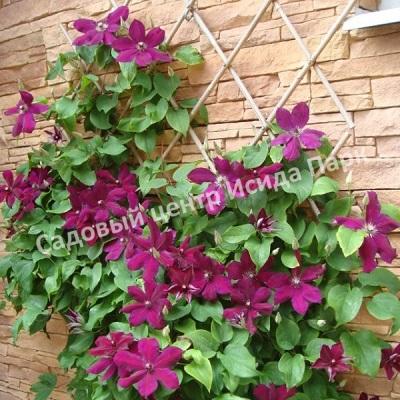 Клематис Вестерплатте (Westerplatte) Клематис Вестерплатте (Westerplatte)