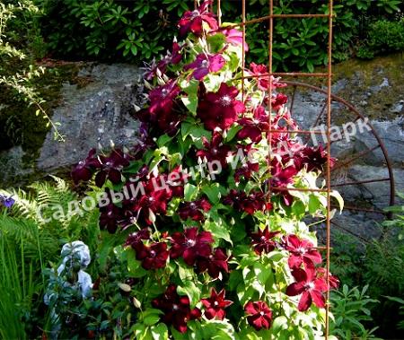 Клематис Вестерплатте (Westerplatte) Клематис Вестерплатте (Westerplatte)