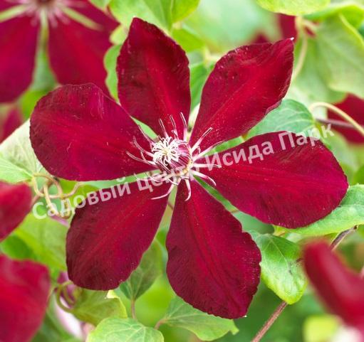 Клематис Вестерплатте (Westerplatte) Клематис Вестерплатте (Westerplatte)