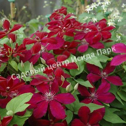 Клематис Вестерплатте (Westerplatte) Клематис Вестерплатте (Westerplatte)