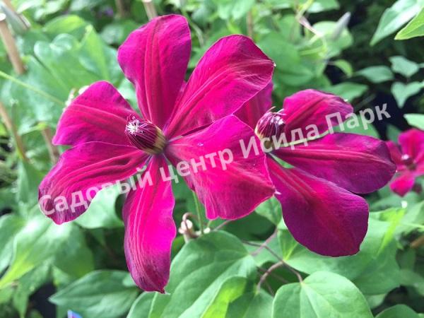 Клематис Вестерплатте (Westerplatte) Клематис Вестерплатте (Westerplatte)