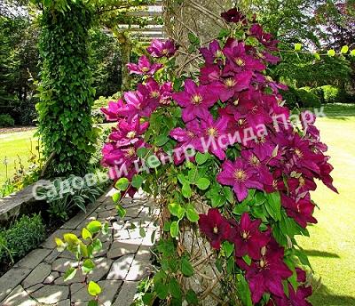 Клематис Вестерплатте (Westerplatte) Клематис Вестерплатте (Westerplatte)