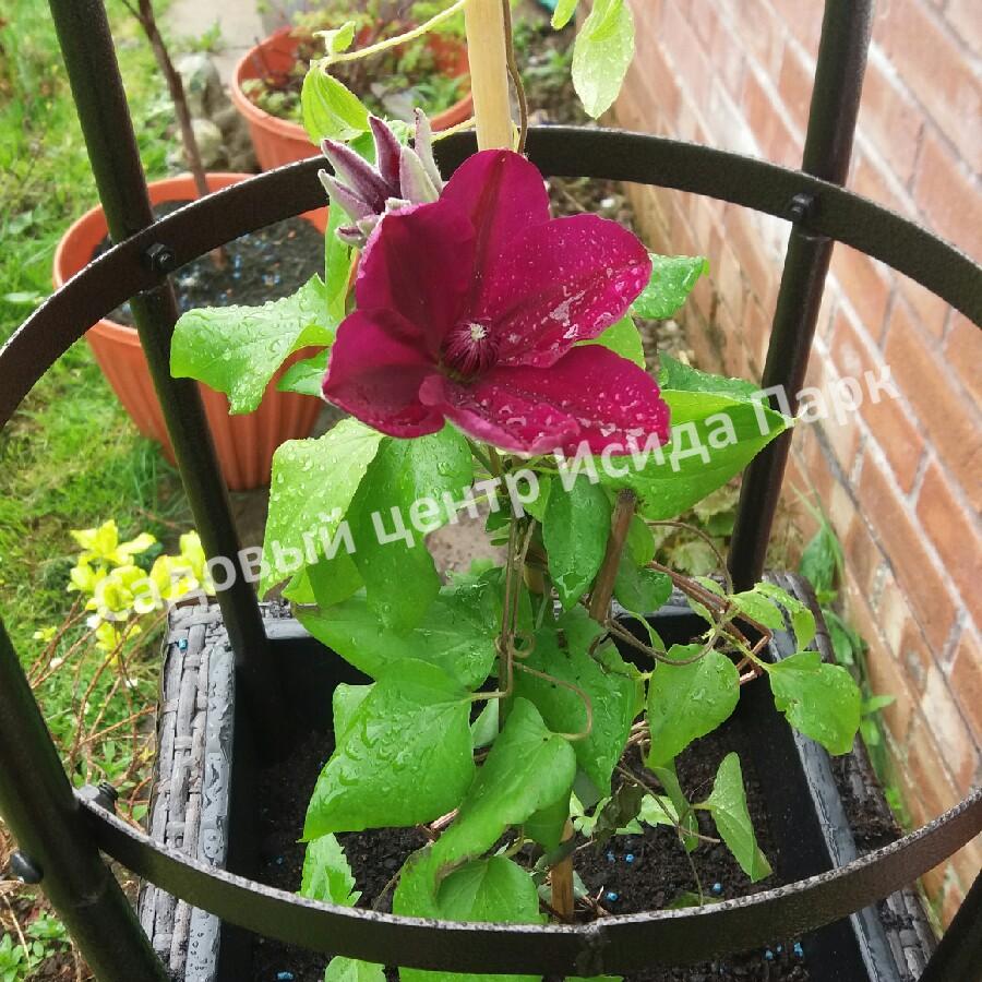 Клематис Вестерплатте (Westerplatte) Клематис Вестерплатте (Westerplatte)