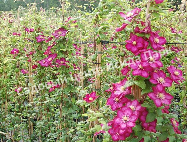 Клематис Виль де Лион (Ville de Lyon) Клематис Виль де Лион (Ville de Lyon)