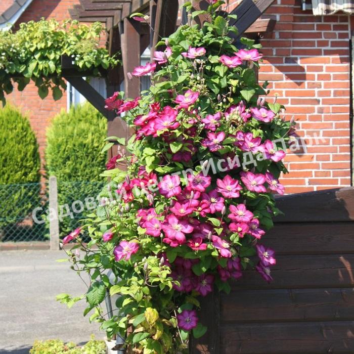 Клематис Виль де Лион (Ville de Lyon) Клематис Виль де Лион (Ville de Lyon)