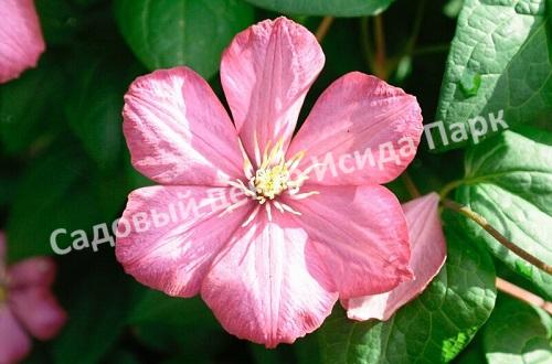 Клематис Виль де Лион (Ville de Lyon) Клематис Виль де Лион (Ville de Lyon)