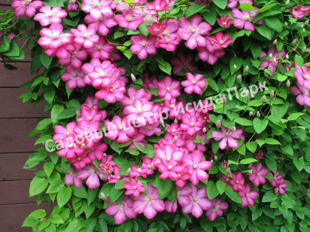 Клематис Виль де Лион (Ville de Lyon) Клематис Виль де Лион (Ville de Lyon)