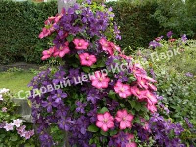 Клематис Виль де Лион (Ville de Lyon) Клематис Виль де Лион (Ville de Lyon)