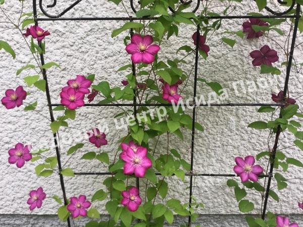 Клематис Виль де Лион (Ville de Lyon) Клематис Виль де Лион (Ville de Lyon)