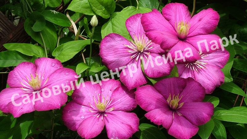 Клематис Виль де Лион (Ville de Lyon) Клематис Виль де Лион (Ville de Lyon)