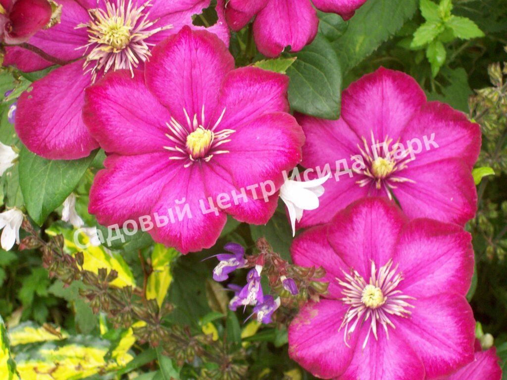 Клематис Виль де Лион (Ville de Lyon) Клематис Виль де Лион (Ville de Lyon)