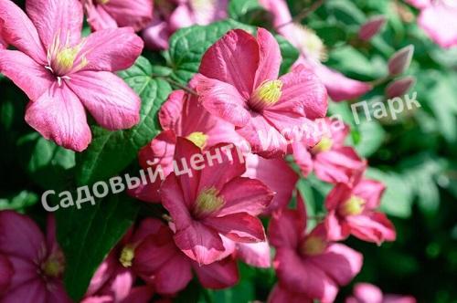 Клематис Виль де Лион (Ville de Lyon) Клематис Виль де Лион (Ville de Lyon)