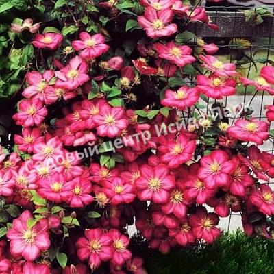 Клематис Виль де Лион (Ville de Lyon) Клематис Виль де Лион (Ville de Lyon)