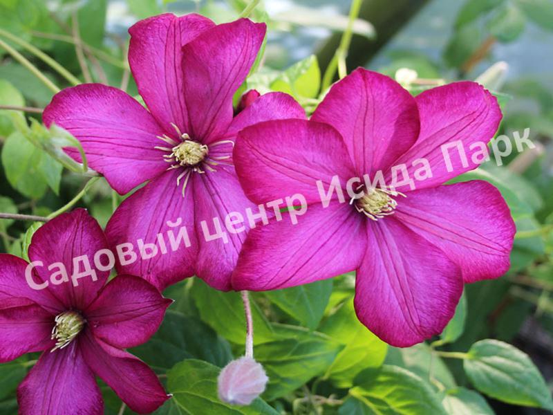 Клематис Виль де Лион (Ville de Lyon) Клематис Виль де Лион (Ville de Lyon)