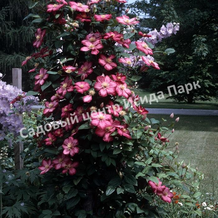 Клематис Виль де Лион (Ville de Lyon) Клематис Виль де Лион (Ville de Lyon)