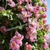 Клематис Маркхамс Пинк (Markham’s Pink) 5