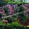 Клематис Маркхамс Пинк (Markham’s Pink) 6