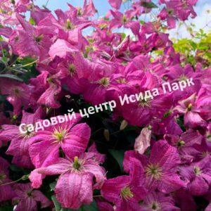 Клематис Мазурек (Mazurek)