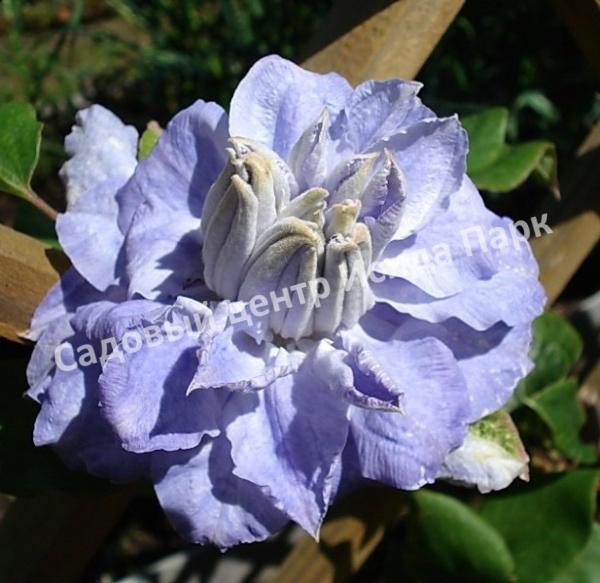 Клематис Мазури (Mazury) Клематис Мазури (Mazury)