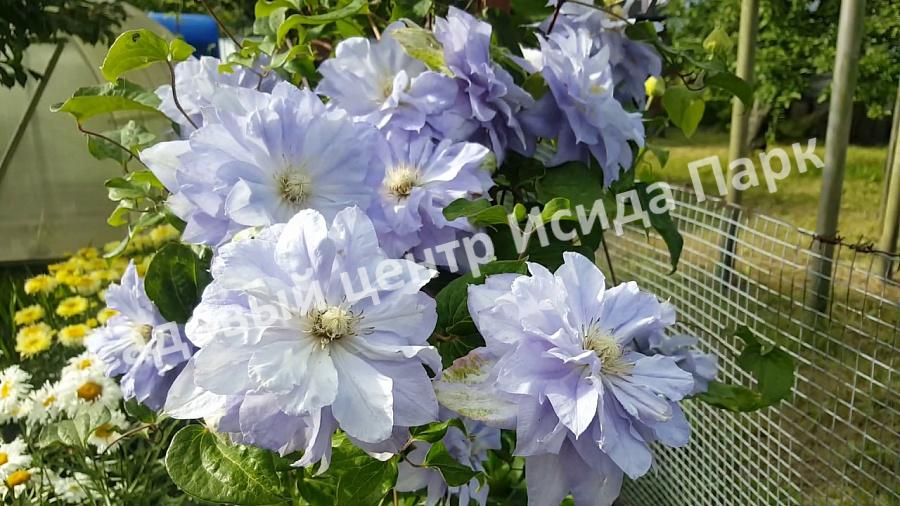 Клематис Мазури (Mazury) Клематис Мазури (Mazury)