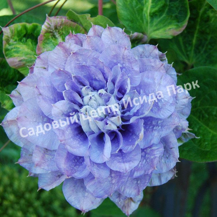 Клематис Мазури (Mazury) Клематис Мазури (Mazury)