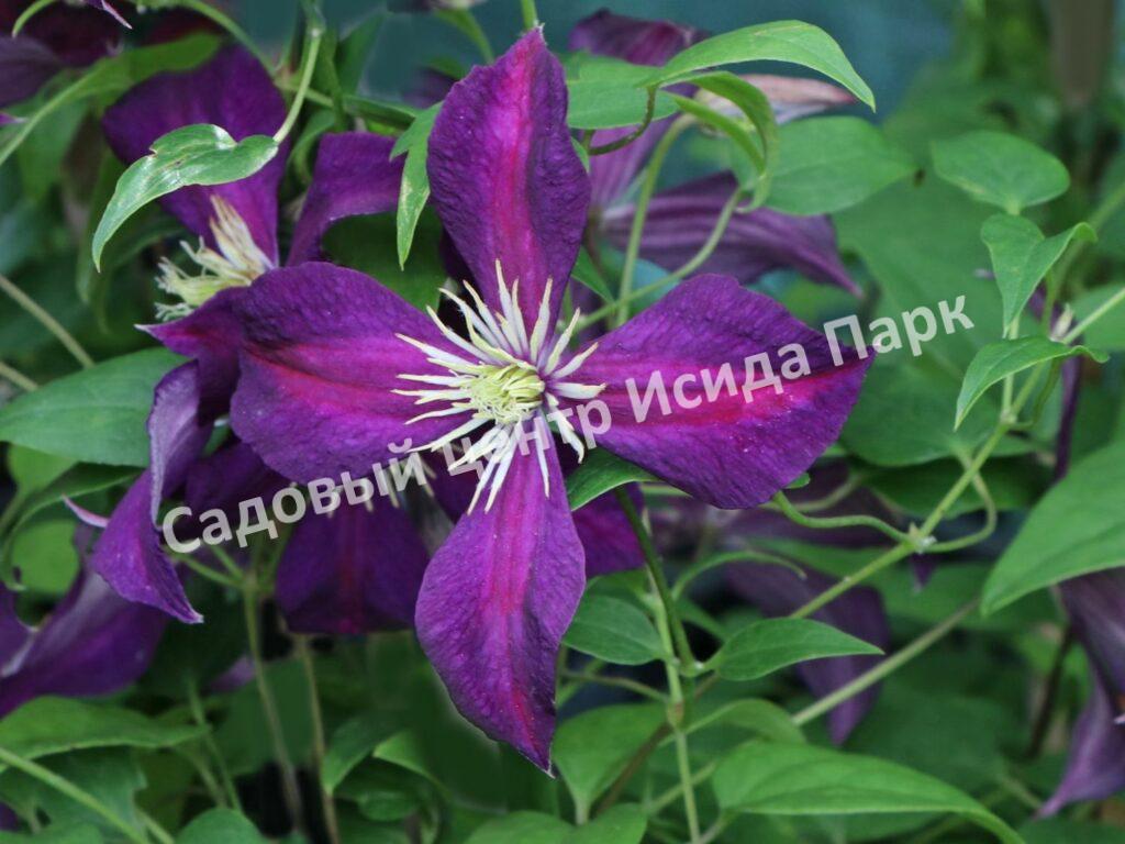 Клематис Mикелит (Mikelite)