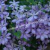 Клематис Миссис Чолмондели (Mrs. Cholmondeley) 1
